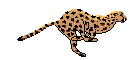 cheetah.gif[7232 байт]